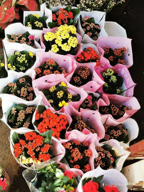 东莞鲜花批发市场 东莞鲜花批发市场，鲜花的海洋，生活的色彩--第1张