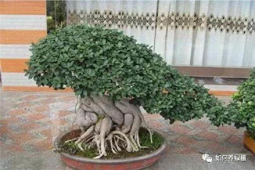 榕树盆景的养殖方法和注意事项 榕树盆景的养殖方法和注意事项--第1张