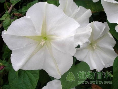 月光花图片大全大图 月光花图片大全大图--第1张