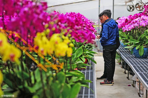 中国花卉报电子版在线 中国花卉报电子版在线——引领花卉行业的新潮流--第1张