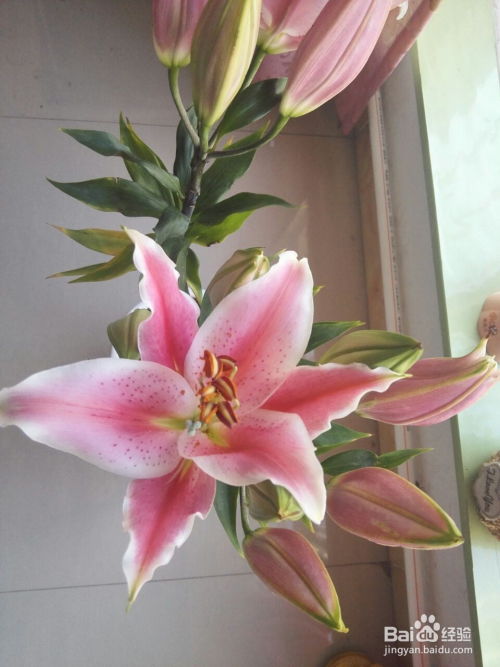 香水百合花的种植和养殖方法 香水百合花的种植和养殖方法--第1张