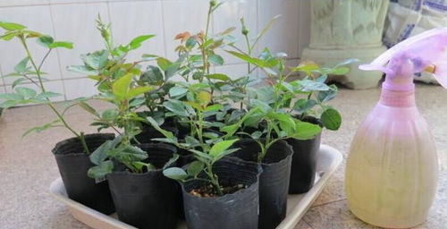 买植物去哪个网站便宜 买植物去哪个网站便宜--第1张