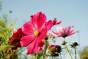 波斯菊图片高清 波斯菊图片高清--第1张