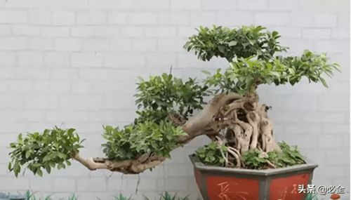 庭院景观树种类前十名 庭院景观树种类前十名--第1张