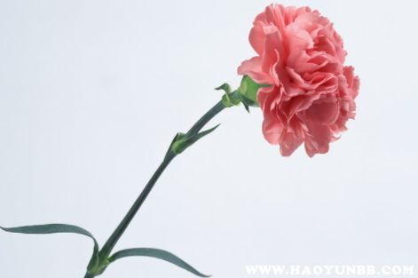 教师节应该送什么花给老师合适 教师节应该送什么花给老师合适--第1张