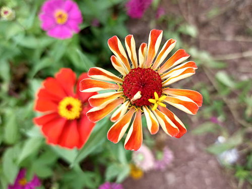 百日菊 百日菊，绚丽多彩的生命之花--第1张
