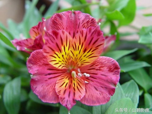 象征友谊的花朵有哪些 象征友谊的花朵--第1张