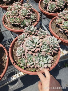 如何在异地订购鲜花 如何在异地订购鲜花--第1张