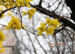 腊梅果子的功效与作用 腊梅果子的功效与作用--第1张