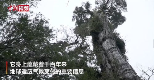 世界上最古老的树 世界上最古老的树，历史的见证者--第1张