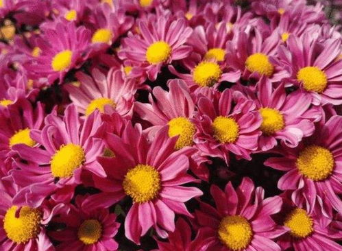 鲜花的寓意 鲜花的寓意——生命、爱情、友谊与美好--第1张