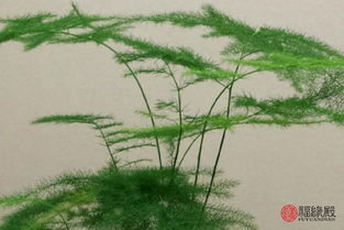 家里养文竹有风水禁忌 家里养文竹的风水禁忌--第1张