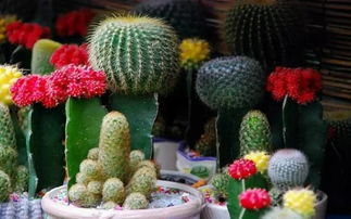 鲜花批发 鲜花批发，从源头到市场的美丽桥梁--第1张