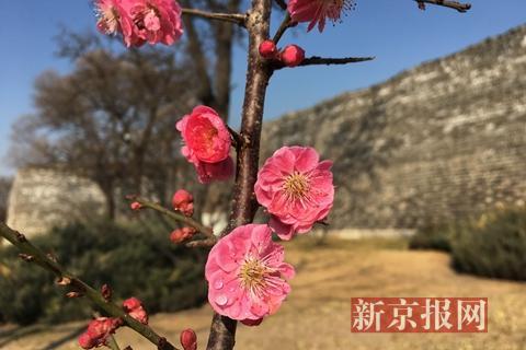 梅花的精神内涵 梅花的精神内涵--第1张