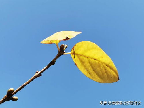 腊梅树叶子图片大全 腊梅树叶子图片大全--第1张