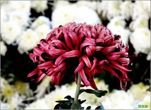 花的品种图片和花名 花的品种图片和花名--第1张