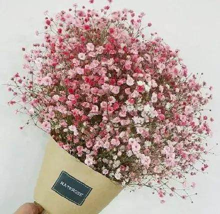 朋友圈晒花的心情短语 朋友圈晒花的心情短语--第1张