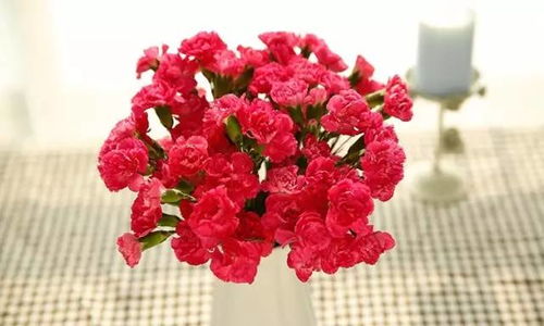 玫红色康乃馨花语 玫红色康乃馨，花语之韵，深情之选--第1张