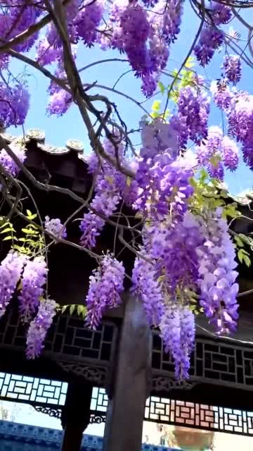 紫藤萝花的花语 紫藤萝花的花语--第1张