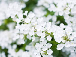 丁香花树图片 丁香花树图片--第1张