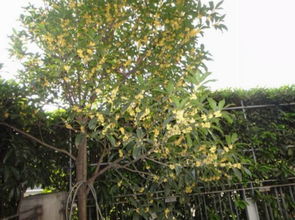 桂花树栽在院子哪个位置好 桂花树栽在院子哪个位置好--第1张
