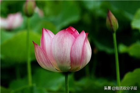 荷花的象征意义是什么 荷花的特点 荷花象征意义--第1张