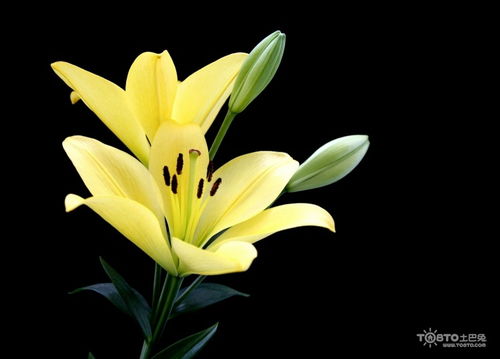 百合花的代表花语 百合花的代表花语--第1张