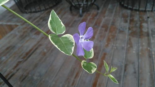花叶蔓长春藤简介 花叶蔓长春藤简介--第1张