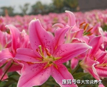 一朵百合花唯美图片 一朵百合花唯美图片--第1张