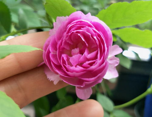 月季花的特点 月季花的特点--第1张