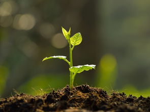 植物图片 植物图片，探索自然之美与生命之力的桥梁--第1张