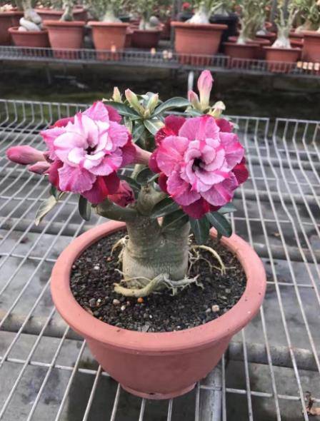 沙漠玫瑰花怎么养家庭养法 沙漠玫瑰花怎么养家庭养法--第1张