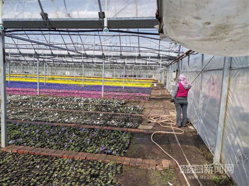 苗木供求信息网 苗木供求信息网——连接苗木行业的桥梁--第1张
