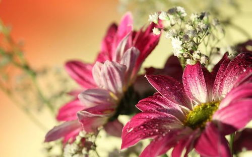 100种白色花的名字和图片 百种白色花的名字和图片--第1张