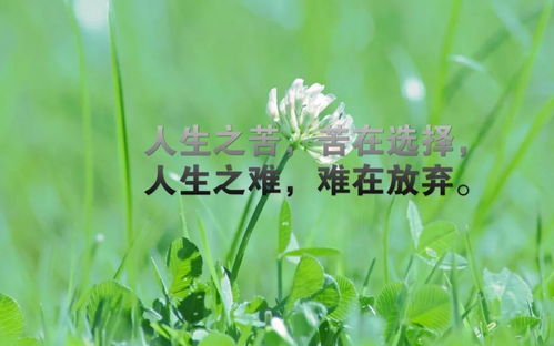代表励志努力向上的花 代表励志努力向上的花--第1张