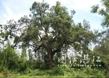 200种树木名称图片 200种树木名称图片--第1张