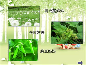 二年级上植物妈妈靠什么传播种子 二年级上植物妈妈靠什么传播种子--第1张