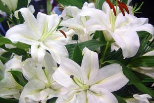 百合花的特点和精神 百合花的特点和精神--第1张