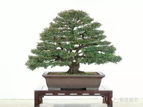 红豆杉盆景图片 红豆杉盆景图片，自然之美与艺术之韵的完美结合--第1张