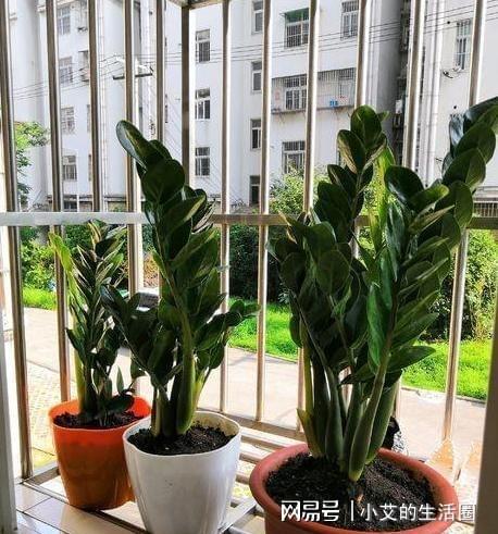 金钱树开花 金钱树开花，财富与繁荣的象征--第1张