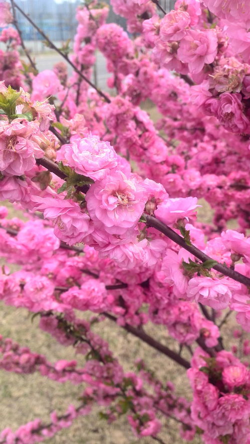 春天常见的都有什么花盛开 春天常见的都有什么花盛开--第1张