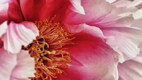 中国国花是什么时候定的 中国国花是什么时候定的--第1张