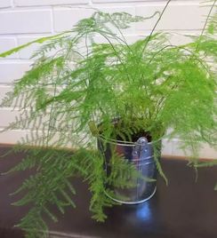 文竹开花对主人好吗 文竹开花对主人好吗？--第1张