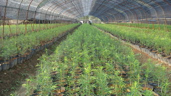 中国花木网苗木价格 中国花木网苗木价格，市场动态与未来趋势--第1张