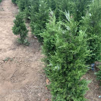 蜀桧是乔木还是灌木 蜀桧是乔木还是灌木--第1张