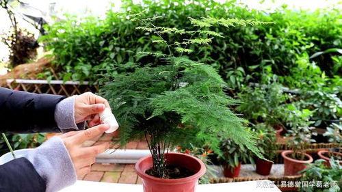 家里种文竹不吉利 家里种文竹不吉利的传说与迷信--第1张