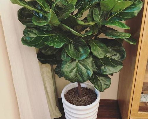 十大客厅耐阴绿植排名 十大客厅耐阴绿植排名，这些植物让你的家更美丽--第1张
