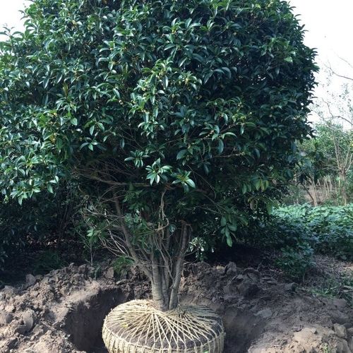10年的桂花树价格 十年桂花树的价格，市场行情与投资价值--第1张