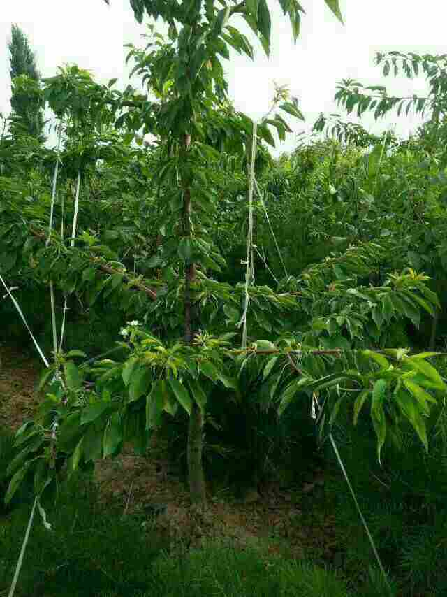 卖苗木苗哪个网站可靠 卖苗木苗哪个网站可靠--第1张
