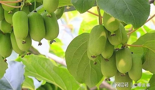 广玉兰果实 ，广玉兰果实，大自然馈赠的美味佳果--第1张
